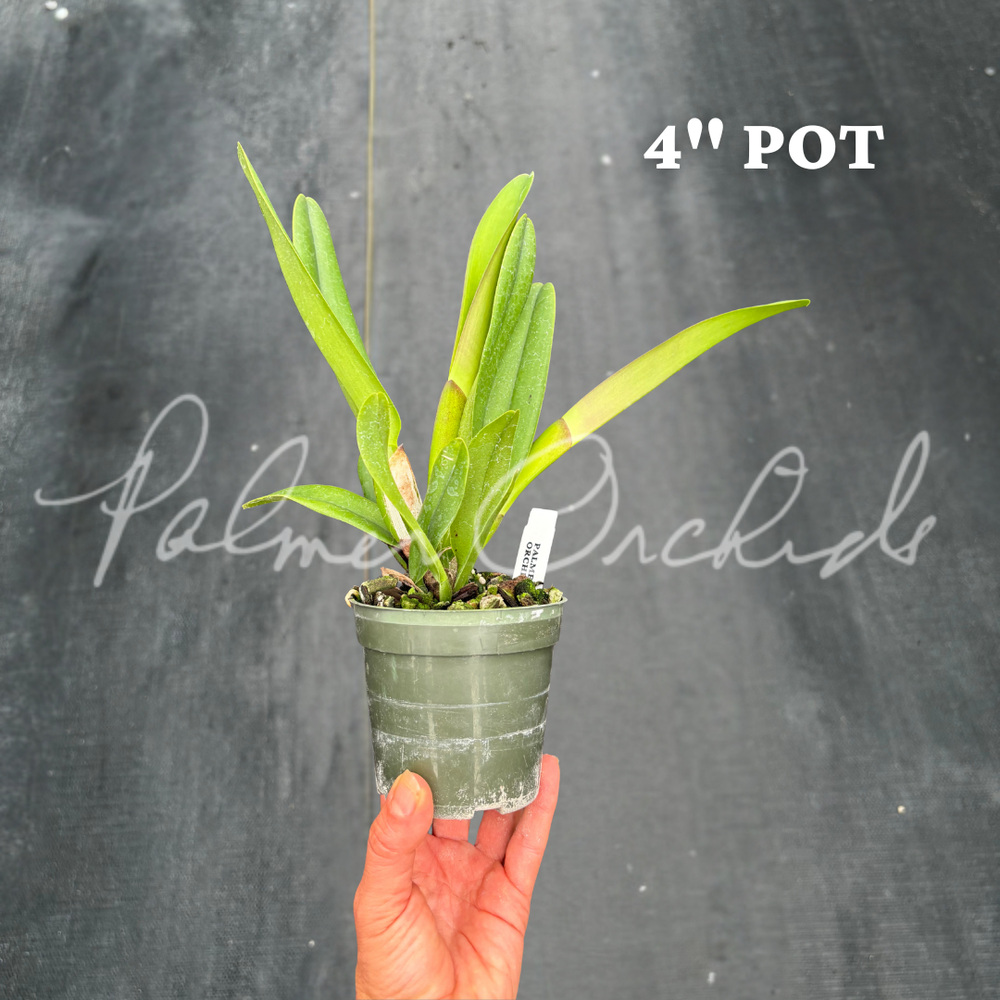 Rlc. Regal Red — Palmer Orchids